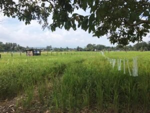 Pasokan Beras di Lahat Aman Hingga Lebaran