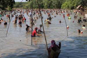 "Nanggok" Tradisi Rakyat di Tepian Tebat Lahat Kini Masih Bertahan….!