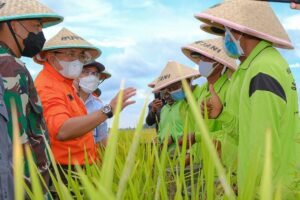 Muba Surplus 207.052 Ribu Ton Beras