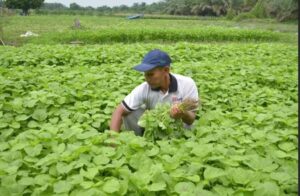 Duh…,Cuaca Tak Menentu Petani Harap-harap Cemas