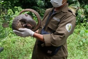 PT Timah Ikut Lepasliarkan Enam Satwa Bersama Alobi dan BKSDA Sumsel