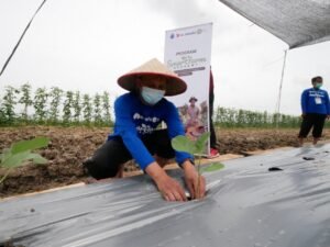 Sasar Petani Milenial, IZI Sumsel Luncurkan Smart Farm Academy