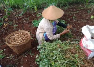 Kerjasama dengan BNI, Pemuda Tani HKTI Juga Beri Bantuan Modal ke Petani