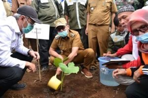 Dulu ‘Hama’ Kini Jadi Bernilai, Pemkab Lahat Dorong Warga Bertanam Talas Beneng