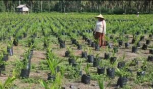 Bangka Usulkan 243,30 Hektar Lahan untuk Program Peremajaan Sawit