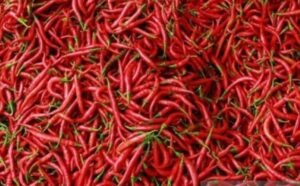 Harga Cabai Rawit di Bangka Dekati Rp100 Ribu, Sayur Mayur Normal