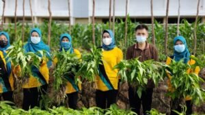 Dinpanpertan Bersama TP PKK Bangka Panen Sawi dan Kangkung di Perkarangan Kantor