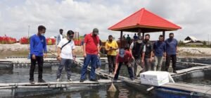 PT Timah Tebar 5.000 Bibit Kakap Putih di Lahan Bekas Tambang