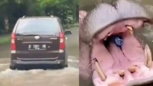 Viral Pengunjung Kasih Makan Kuda Nil Botol Plastik, Ini Kata Taman Safari