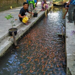 Serbuk Arang Aktif Bermanfaat untuk Kesehatan Ikan Budidaya