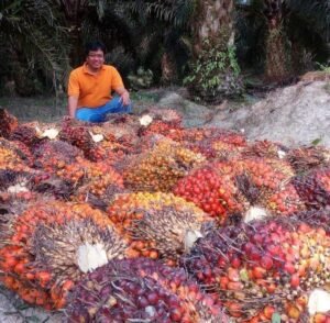 Petani Sawit Banyak Salah Pilih Benih, Dinas Pertanian Cari Bibit Resmi