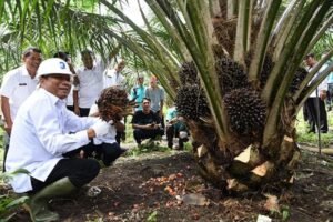 Siap-siap Petani Sawit Dapat Alokasi Dana Rp 30 Juta per Hektar