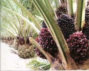 Wahai Petani Sawit Tetaplah Jaga Mutu TBS