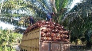 Harga TBS Sawit di Bangka Rp 2.100 per Kilogram