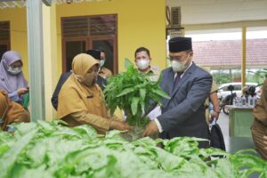 Memanen Bayam Organik di Dinas Pertanian Bangka Tengah
