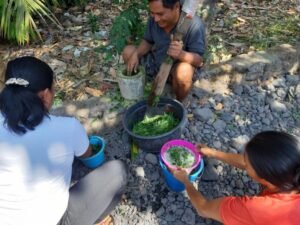 Ubah Bawang dan Lidah Buaya Jadi Insektisida Nabati