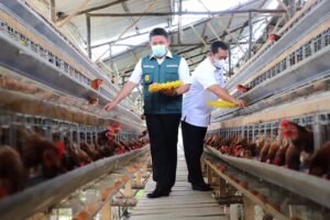 Wujudkan Sumsel Jadi Lumbung Daging Nasional