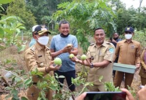 Agrowisata 7 Saudara Air Anyir, Bisa Panen Jambu Kristal Secara Langsung