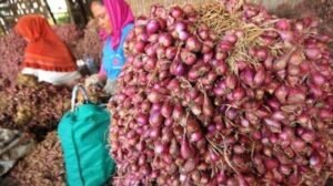 Kebutuhan Bawang Merah di Bangka 942,5 Ton per Tahun