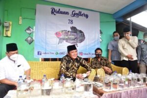 Herman Deru Pantau Potensi Budidaya Ikan Cupang Bangkitkan Ekonomi di Tengah Pandemi