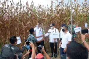 Area Kebun Sorgum Babel Baru 60 Hektare