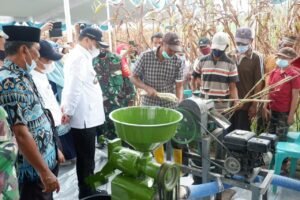 Pemprov Babel Dorong Petani Kembangkan Tanaman Sorgum