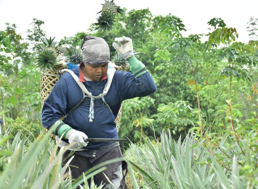 Nyaris Putus Asa, Pekebun Nanas di Desa Ini Kembali Sumringah