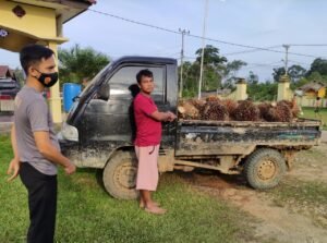 Polisi Bekuk Pencuri Sawit Milik Lounsum BEE