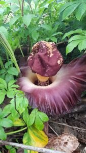 Unik, Bunga Bangkai Tumbuh di Sungailiat Bangka