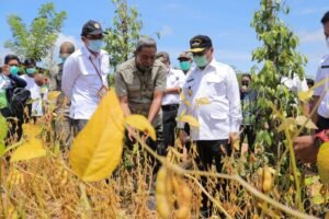 Harga Komoditi Unggulan Naik, Para Petani di Babel Bisa Bernapas Lega