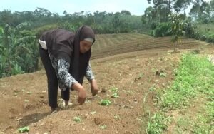 Musim Tanam, Petani Sayur di Pagaralam Menjerit Akibat Pandemi
