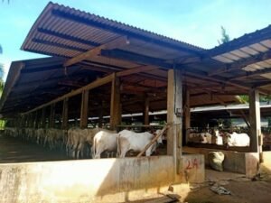 Pemkab Bangka Gelontorkan Rp 2 M Untuk Proyek Pengadaan Sapi