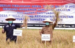 Banyuasin Penghasil Gabah Terbesar di Provinsi Sumsel