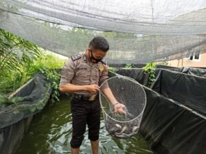 Lepas Penat Usai Dinas, Bripda Ari Urus Budidaya Lele