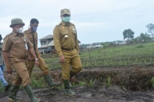 Gubernur Babel Menugal Padi Bersama Masyarakat Desa Tuik