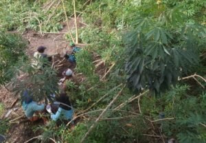 Untung Tipis Petani Ubi Casesa di Bangka