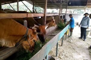 Konsep Zero Waste dalam Pemanfaatan Limbah Ternak di Pinrang