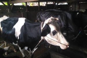 Biogas Jadi Katalisator Perbaikan Lingkungan di Desa Lereng Semeru Ini