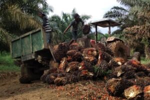 Tanam Beragam Tak Hanya Sawit, Petani Peroleh Manfaat Ekonomi dan Ekologi