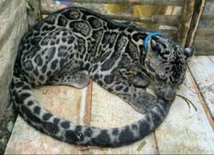 Koramil Sungai Menang Serahkan Macan Dahan ke BKSDA