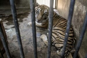 Viral, Harimau Kurus Jadi Catatan Untuk Perawatan Satwa Tua