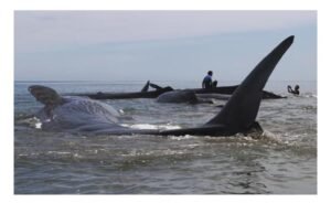 Begini Kajian Dokter Hewan dan Ahli Oseanografi tentang Penyebab Mamalia Laut Terdampar