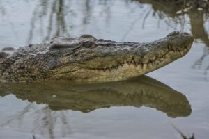 Sering Terjadi, Konflik Manusia dengan Buaya di Bangka Belitung