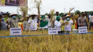 Panen Raya, Petani di Desa Pinang Belarik Dapat Bantuan Alsintan dari Gubernur Sumsel