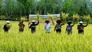 Petani di Jirak Jaya Panen Padi SRI Organik Perdana