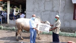 PTBA Serahkan Hewan Qurban untuk Masyarakat Sekitar Tambang