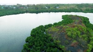 Hutan Mangrove Maluku Utara Kian Terdesak