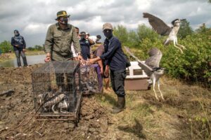 Burung Kowak Malam Kelabu Kembali Terbang Bebas di Mangrove Gresik