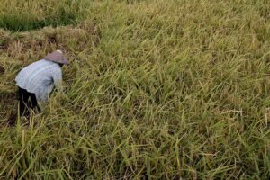 Perhutanan Sosial, Sumber Ketahanan Pangan Masyarakat Lampung