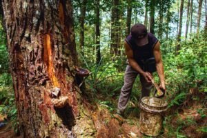 Nagari Simarasok, Mencari Asa Sejahtera dari Sadapan Getah Pinus